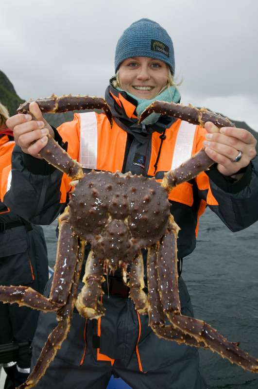 King crabs can grow to a tremendous size and are a staple in Norwegian cuisine.